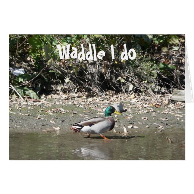 Waddle I. (Vorderseite (Horizontal))