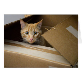 Waffeln in einer Kasten-Miezekatze-Karte