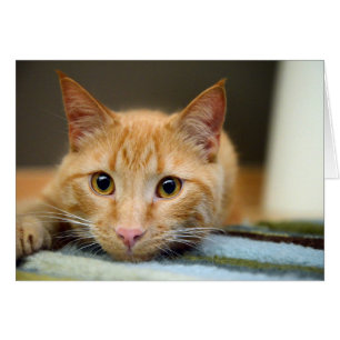 Waffles die Therapie-Katze