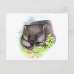 Wahnsinnig niedliche australische Wombat Vintag Postkarte