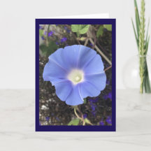 Wahre Blaue Prunkwinde