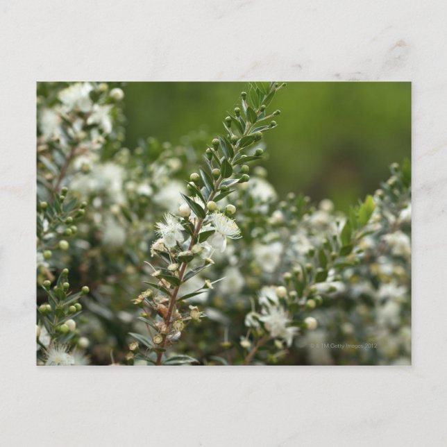wahre Myrte in Blume Postkarte (Vorderseite)
