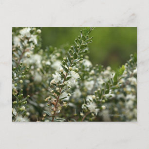 wahre Myrte in Blume Postkarte