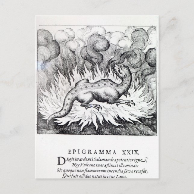 Während der Salamander brennt Postkarte (Vorderseite)