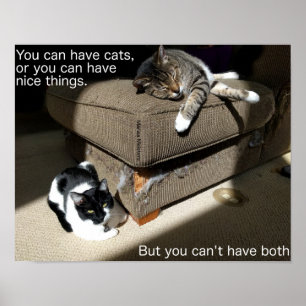 Wahrheit über Cats Meme Poster