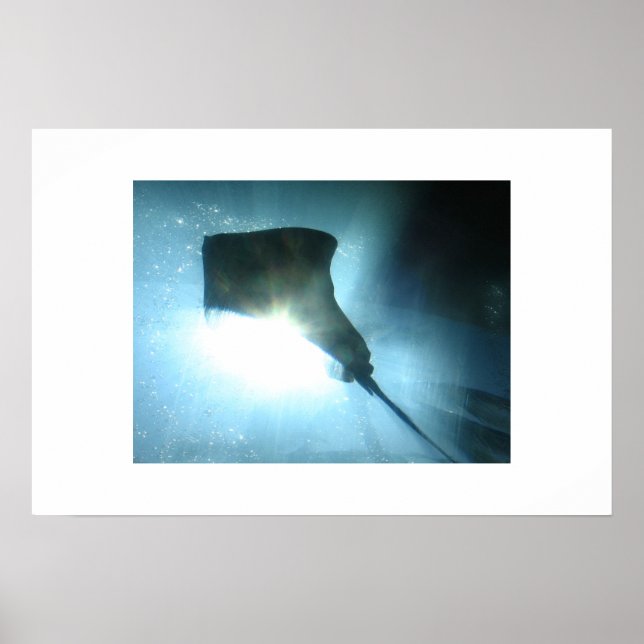 Waikiki Stingray Poster (Vorne)