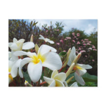 Waikoloa Plumerias Postkarte 1