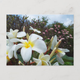 Waikoloa Plumerias Postkarte 1