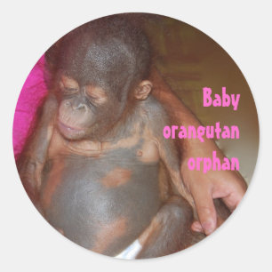 Waisenbaby-Tier-Orang-Utan Runder Aufkleber