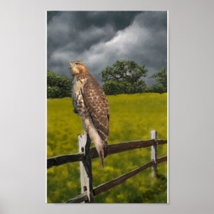 Waiting for the Storm - Red tail Hawk Poster