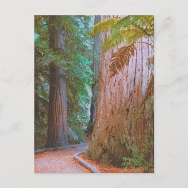 Wakawakareva Forest Postkarte (Vorderseite)