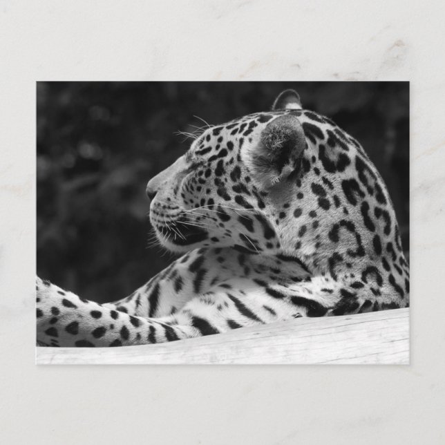 "Waking Leopard" Postkarte (Vorderseite)