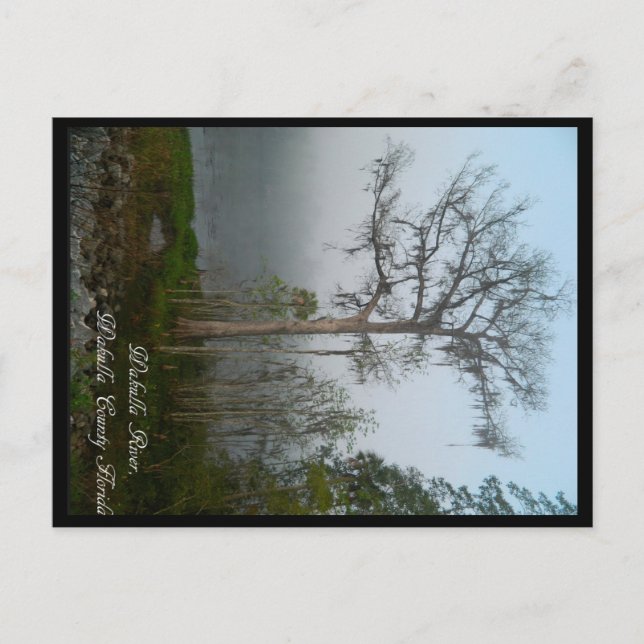 Wakulla Landkreis Florida Postcard Postkarte (Vorderseite)