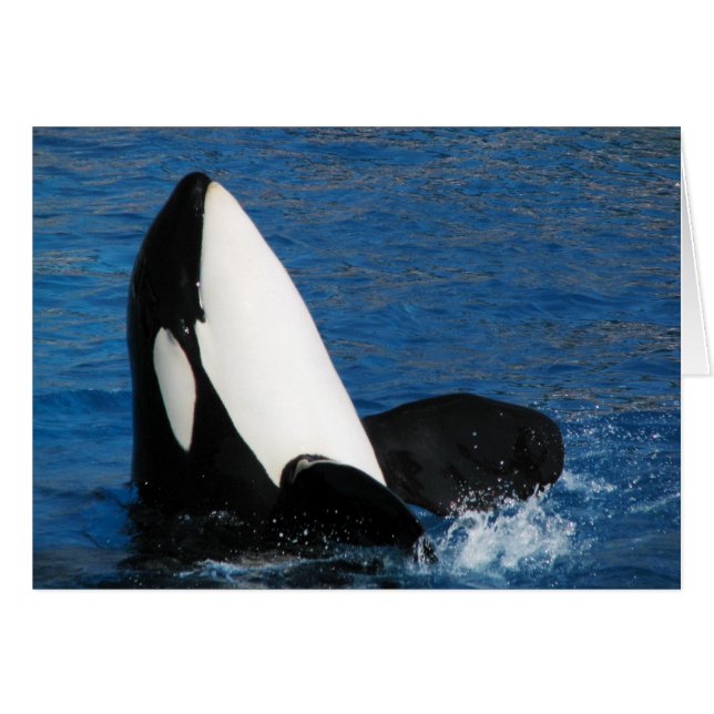 Wal (Vorderseite (Horizontal))