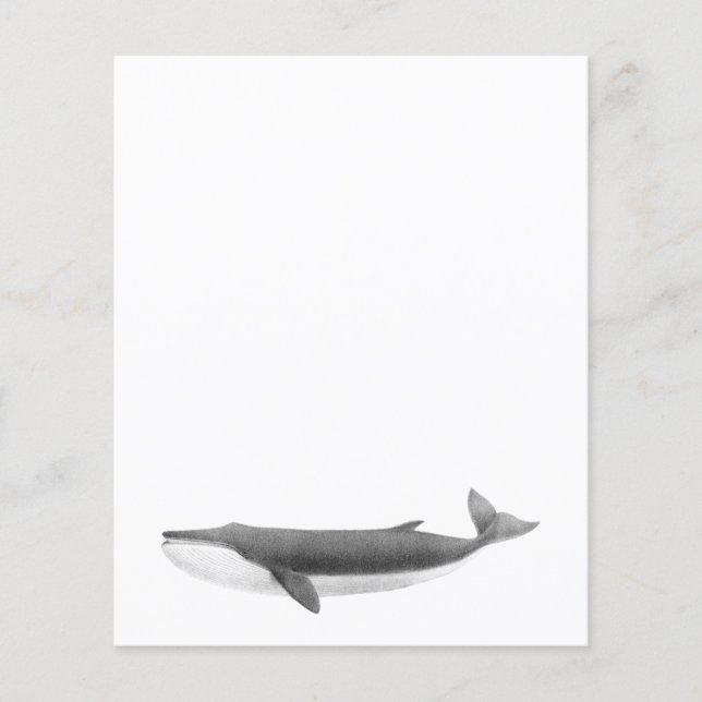 WALBPAPIERBLATT (Vorderseite)