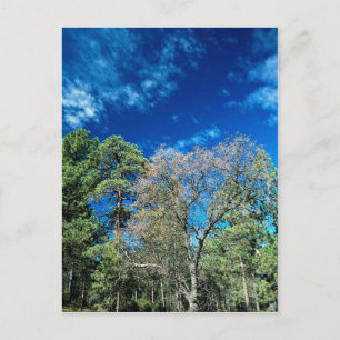 Wald auf dem Berg Laguana, Cleveland Staat Park, O Postkarte