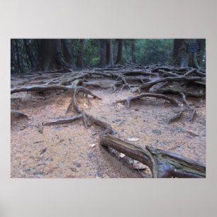 Wald auf Mt. Kurama Poster