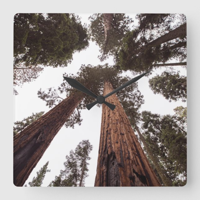 Wald, Baum Quadratische Wanduhr (Vorderseite)
