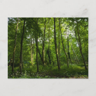 Wald. Blackweir Woods, Bute Park, Cardiff, Wal Postkarte