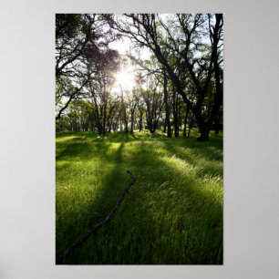 "Wald der Schatten" Poster