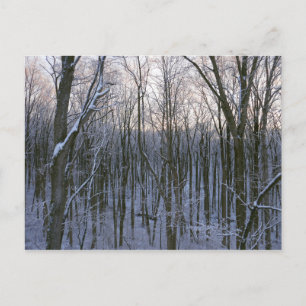 Wald der schneebedeckten Bäume Postkarte