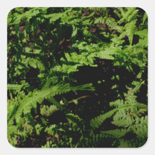 Wald-Farn Quadratischer Aufkleber