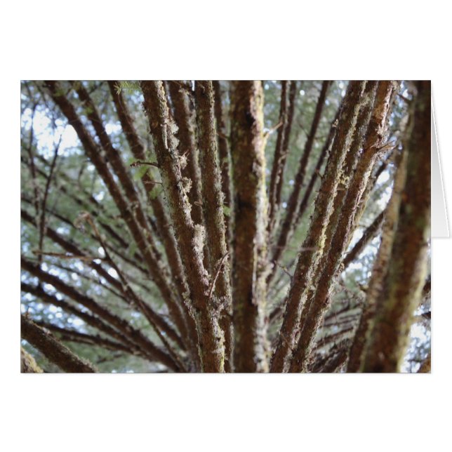 Wald für Bäume (Vorderseite (Horizontal))