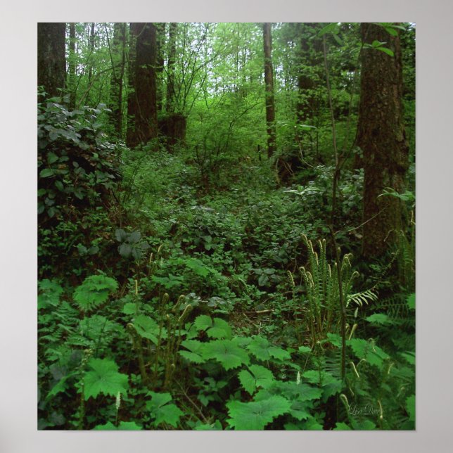 Wald GT 1 Poster (Vorne)