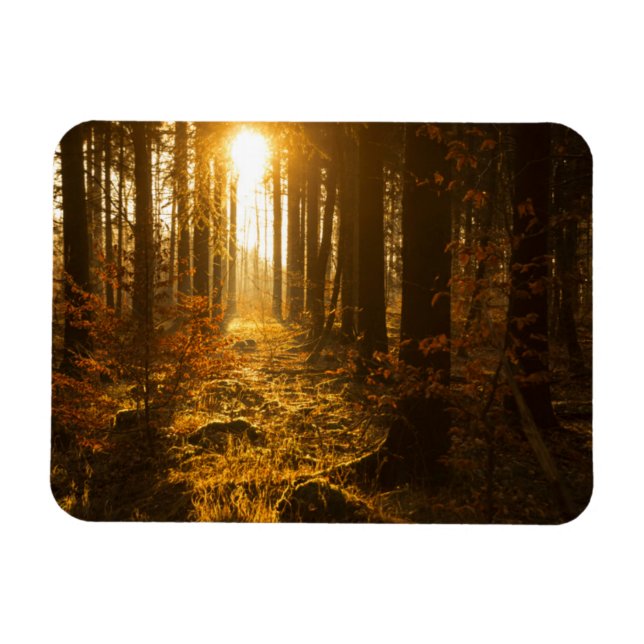 Wald im Herbst | Baden-Württemberg, Deutschland Magnet (Horizontal)