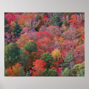 Wald im Herbst mit Herbst Laub. Algonquin Poster