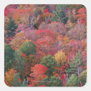 Wald im Herbst mit Herbst Laub. Algonquin Quadratischer Aufkleber