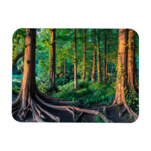 Wald im Sommer Magnet