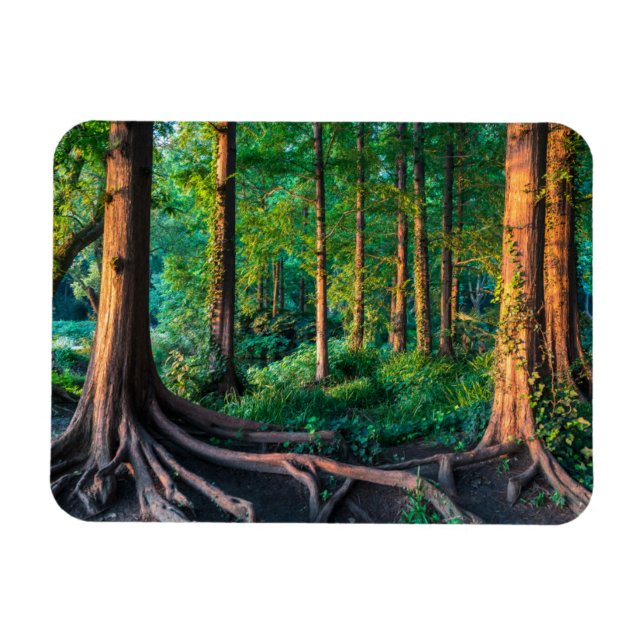 Wald im Sommer Magnet (Horizontal)