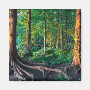 Wald im Sommer Magnet