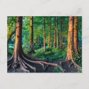 Wald im Sommer Postkarte