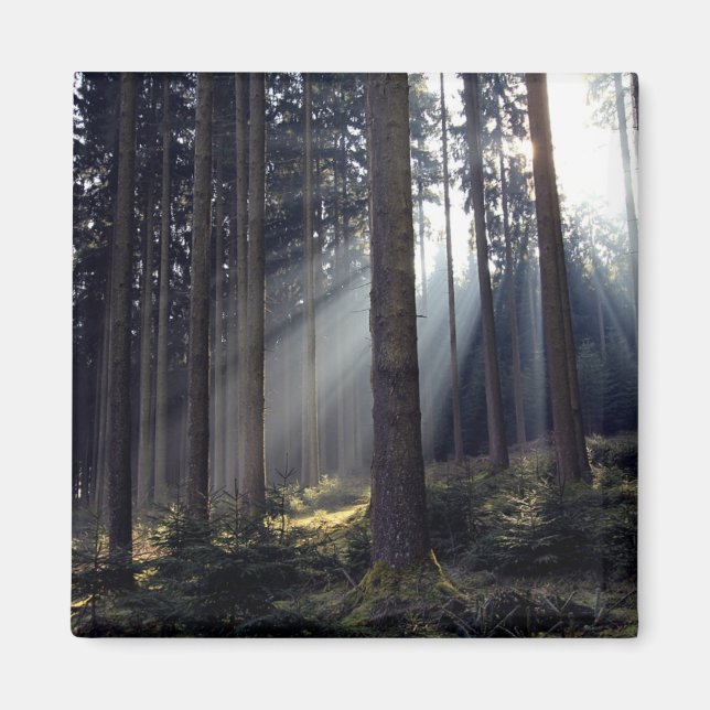 Wald in Bayern Magnet (Vorne)