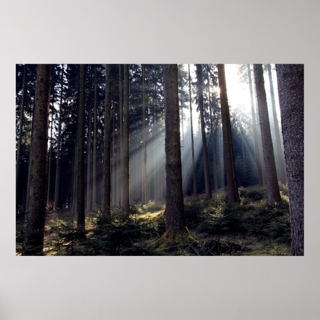 Wald in Bayern Poster (Vorne)