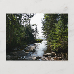 Wald in der Nähe von Hunterstrand im Acadia Nation Postkarte