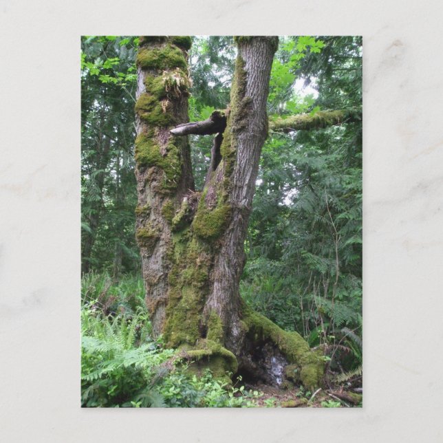 Wald in Grün Postkarte (Vorderseite)