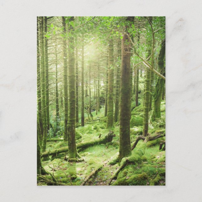 Wald in Nationalpark | Kerry, Irland Killarneys Postkarte (Vorderseite)