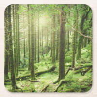 Wald in Nationalpark | Kerry, Irland Killarneys