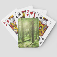 Wald in Nationalpark | Kerry, Irland Killarneys