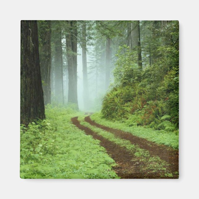 Wald Magnet (Vorne)