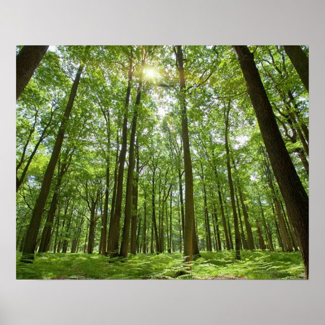 Wald mit Sonne Hinter Poster (Vorne)