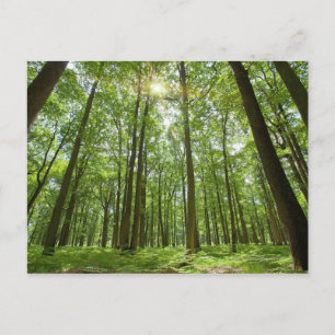 Wald mit Sonne Hinter Postkarte