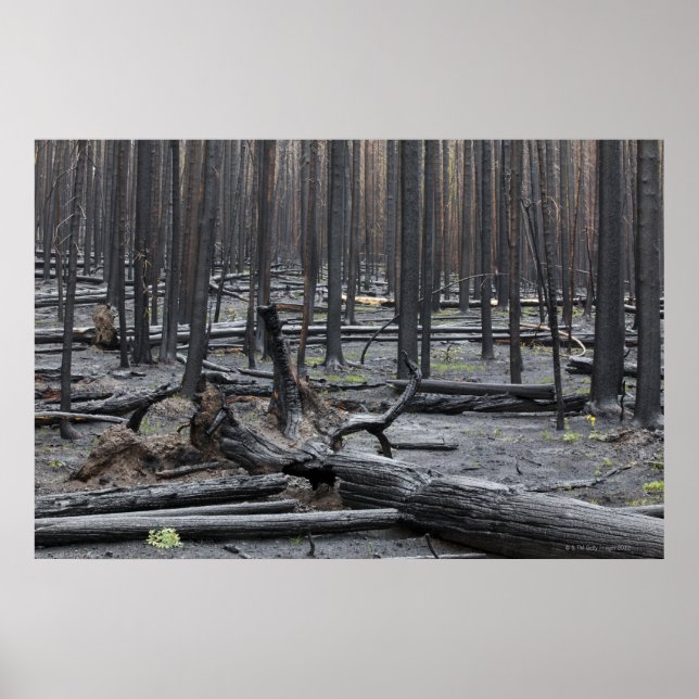 Wald nach Feuer im Yellowstone Nationalpark Poster (Vorne)