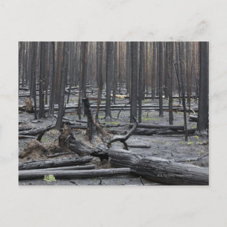Wald nach Feuer im Yellowstone Nationalpark Postkarte