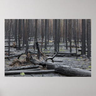 Wald nach Feuer in Yellowstone Nationalpark Poster
