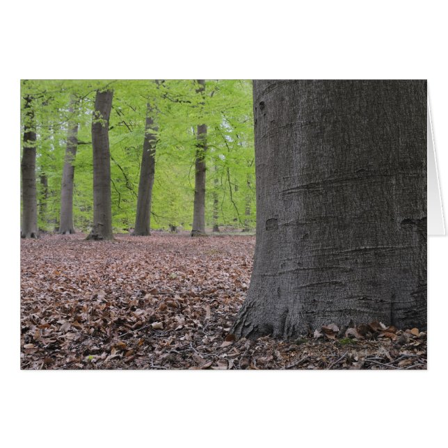 Wald, Niederlande (Vorderseite (Horizontal))