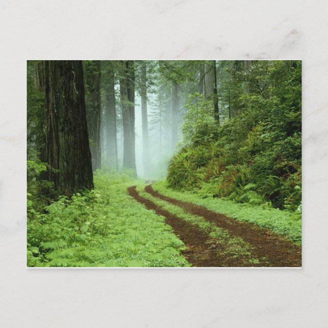 Wald Postkarte (Vorderseite)